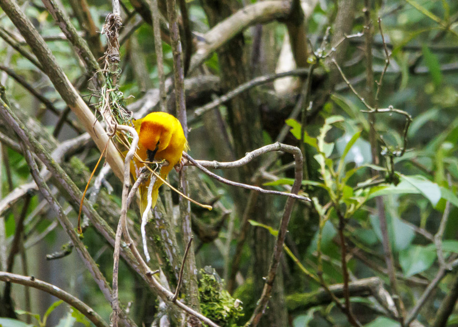 Woodland Park Zoo — photo 60